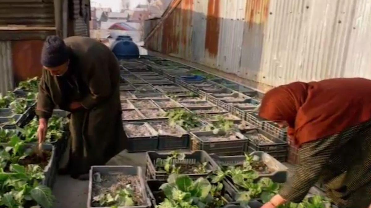 Kashmir Woman Turns Home and Rooftop Into a Profitable Farming Venture