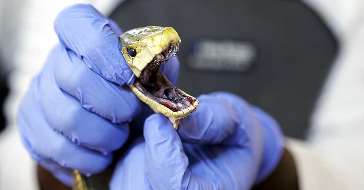 Mamba snakebite