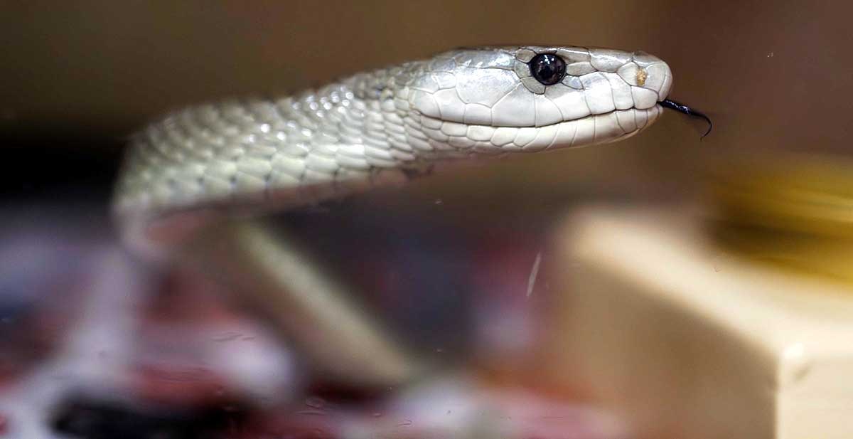 Mamba snakebite