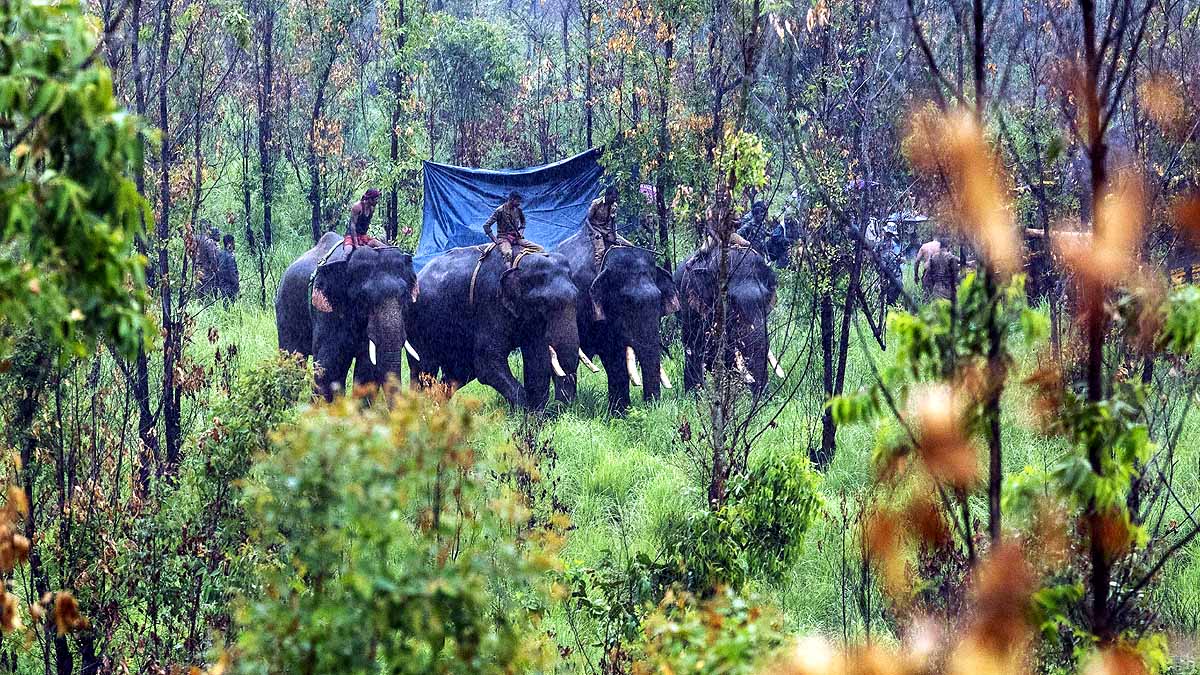 Kerala Elephant attack