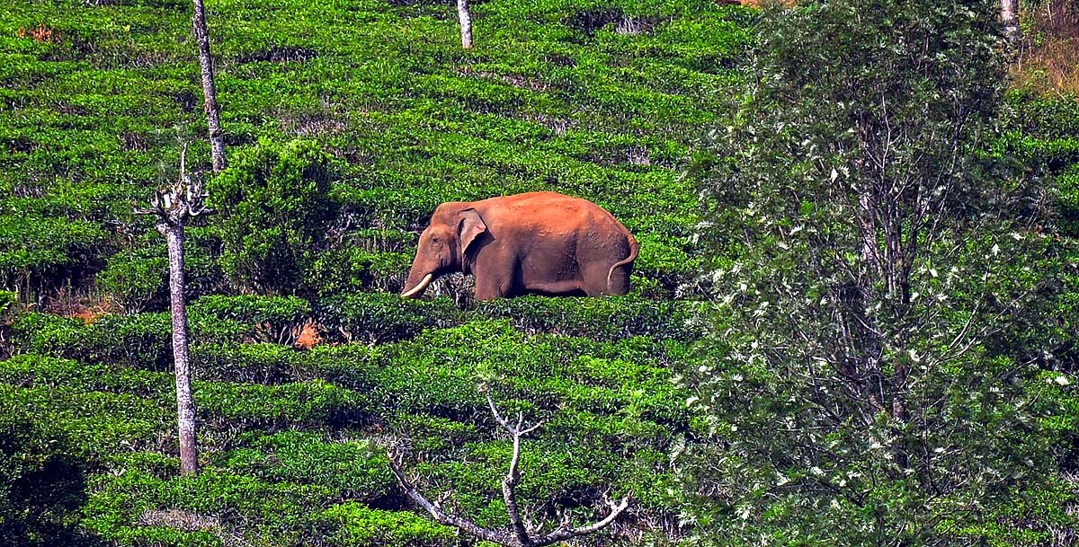 Kerala Elephant attack