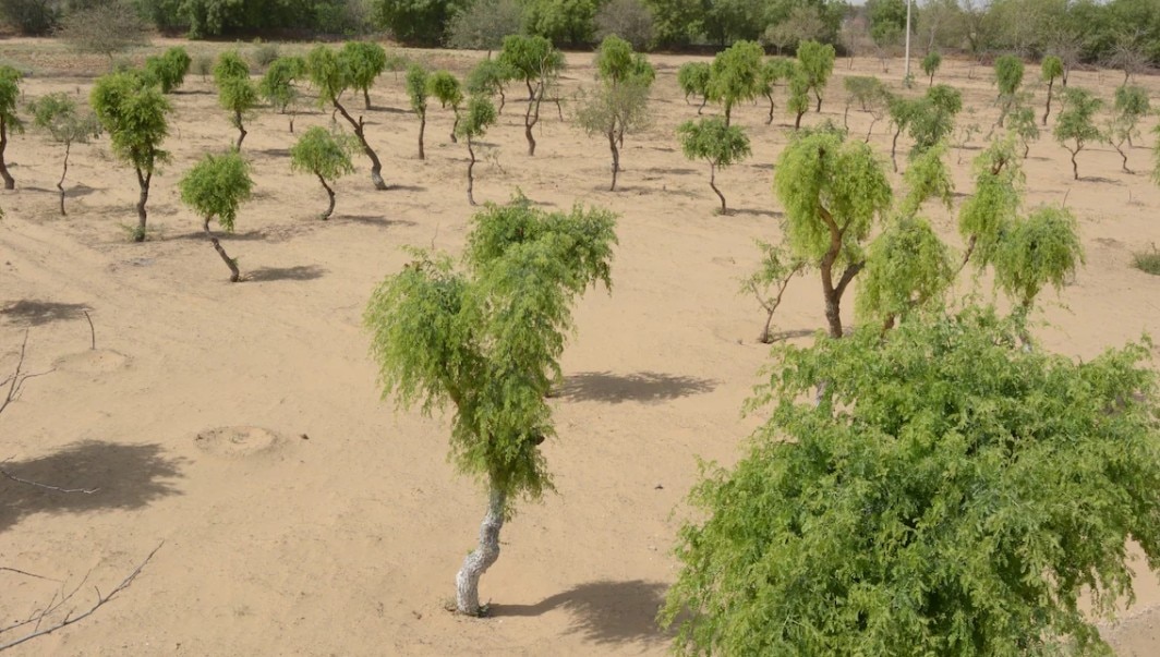 Khejri tree