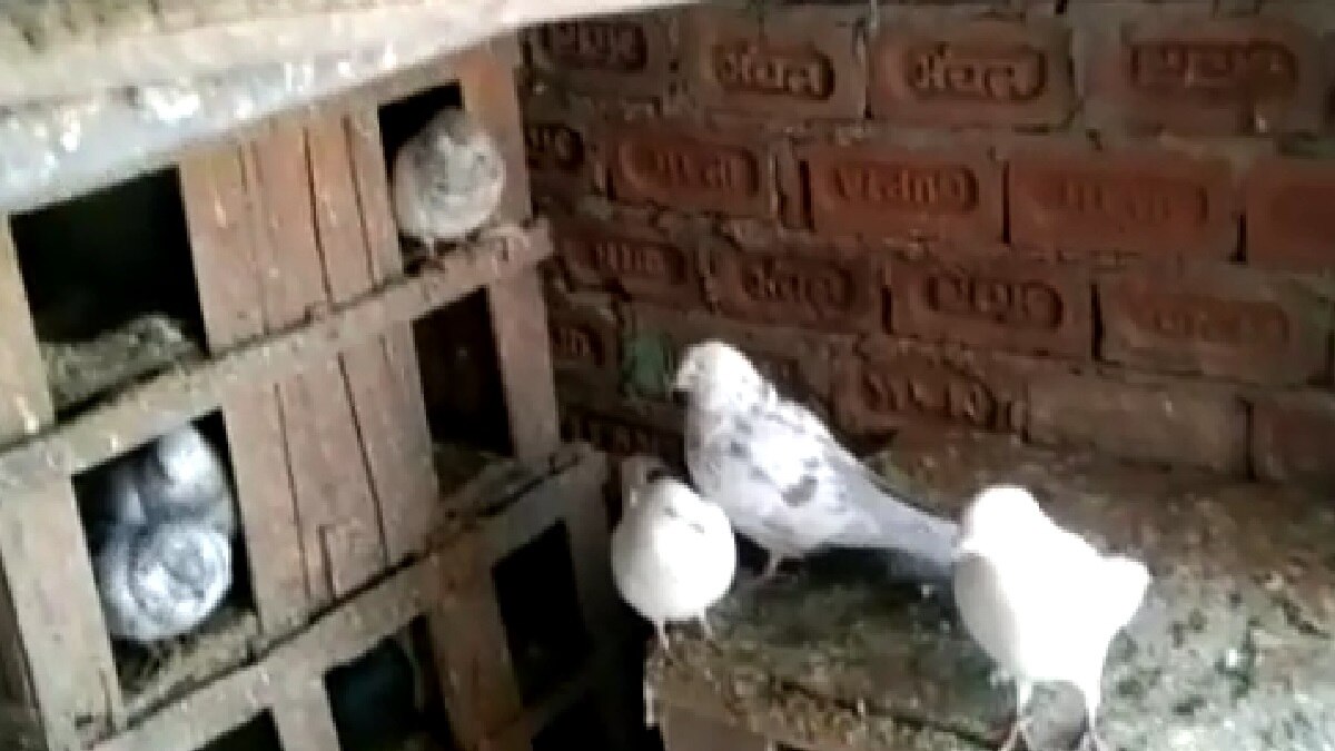 killing of cat and pigeons