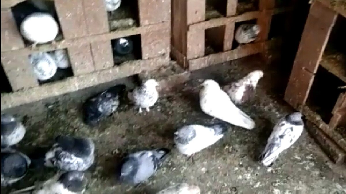 killing of cat and pigeons
