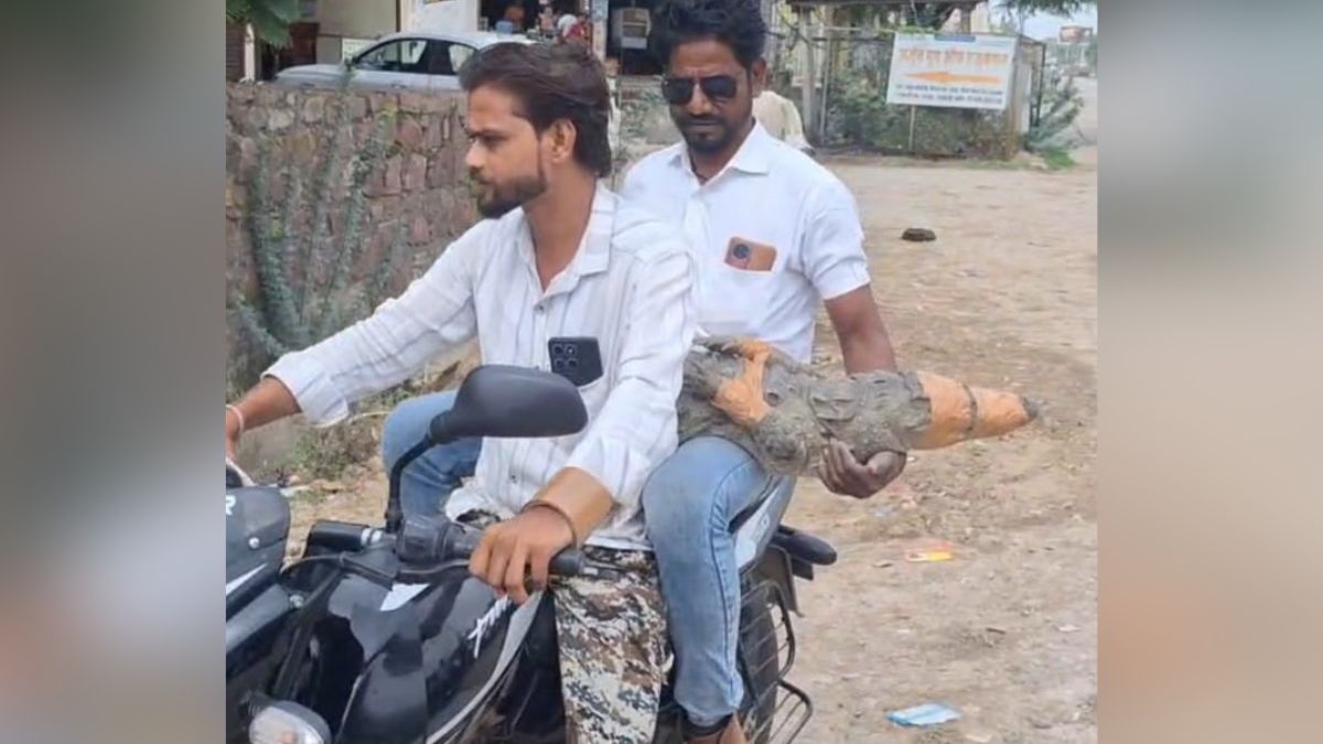 kota man carries five foot crocodile on shoulder release in chambal river video