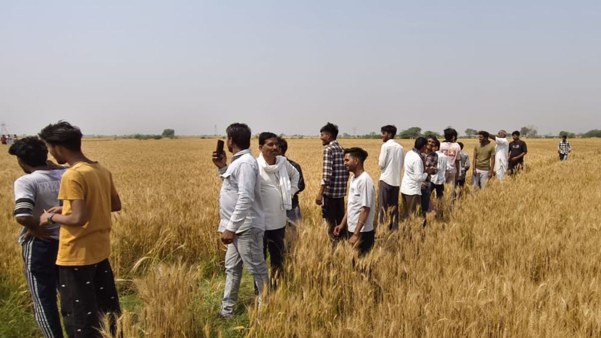 kuno national park cheetah kp2 spotted in kota resting in wheat field