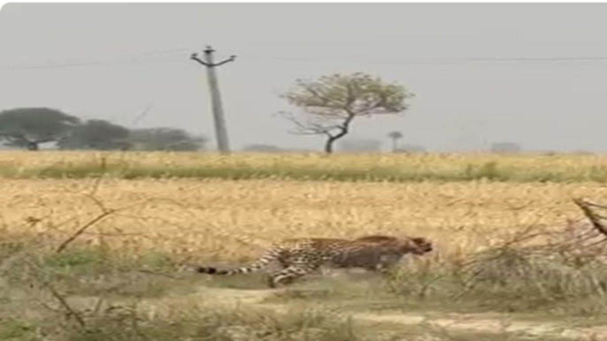 kuno national park cheetah kp2 spotted in kota resting in wheat field