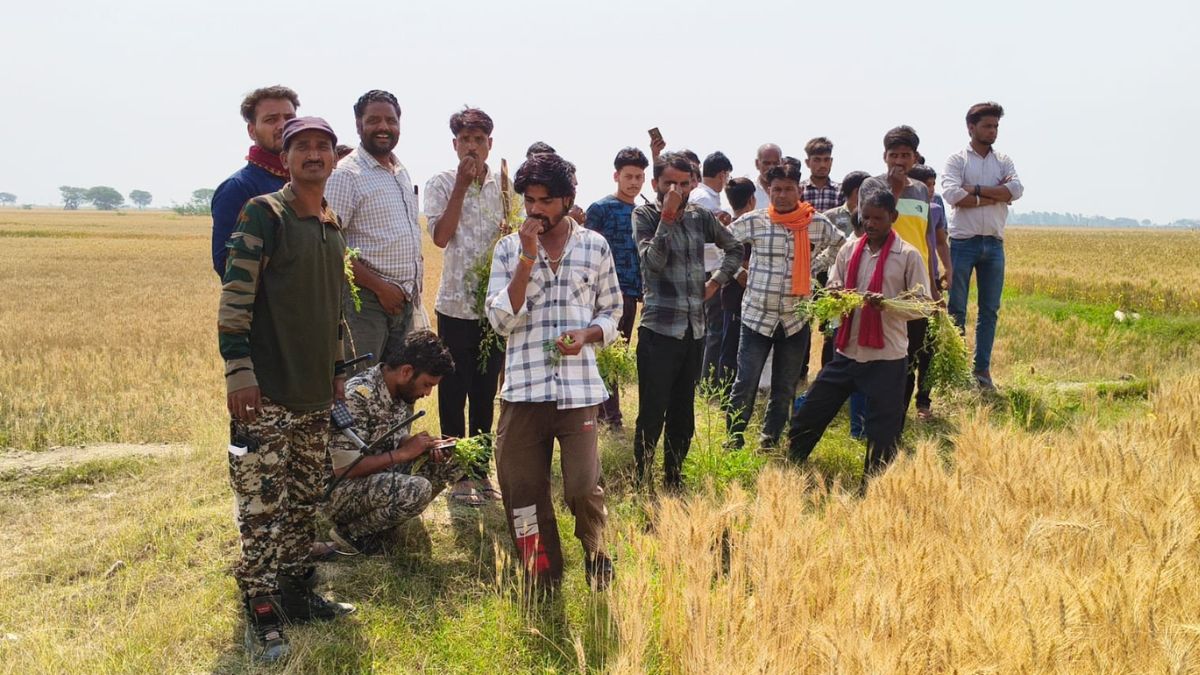 kuno national park cheetah kp2 spotted in kota resting in wheat field
