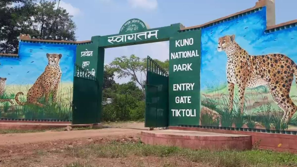 MP: जानिए सिर्फ 2 चीतों को ही क्यों बड़े बाड़े में छोड़ा गया, कब छूटेंगे बाकी चीते