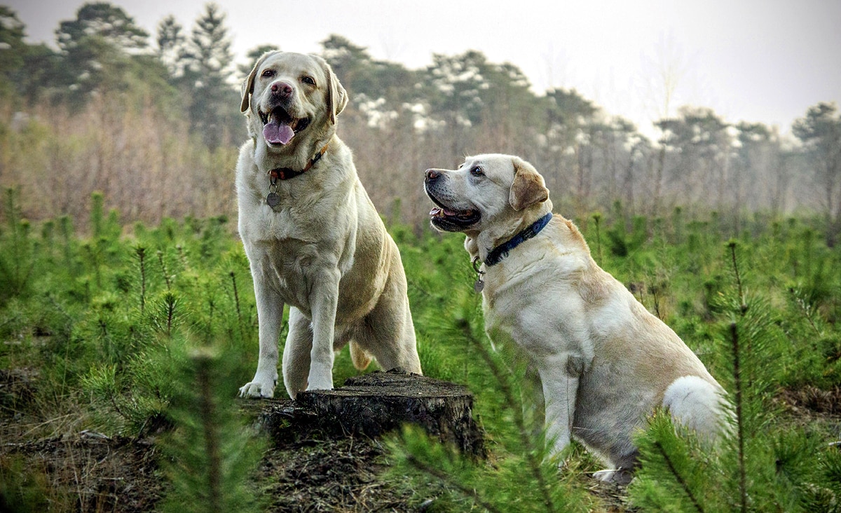 least dangerous dogs