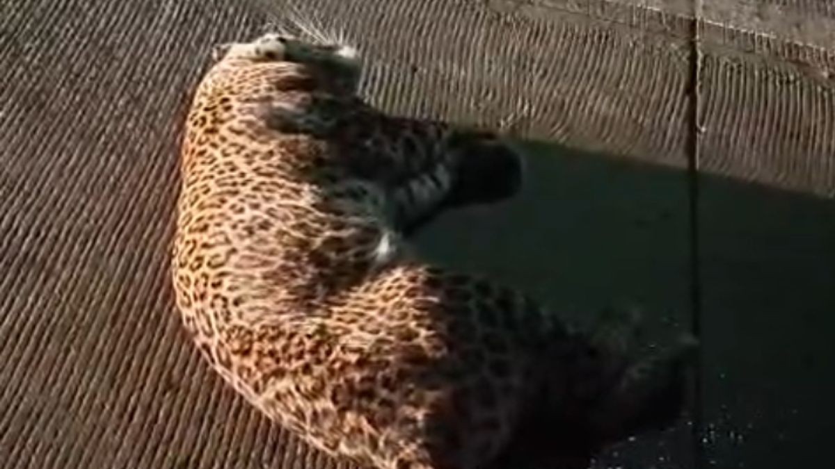 leopard dies after speeding vehicle hit while crossing road highway