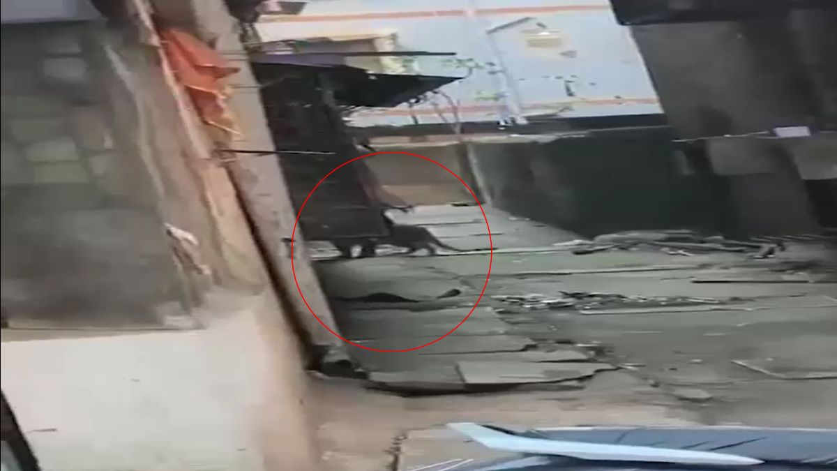 leopard enters housing society thane rescue operation leopard enters housing society thane rescue operation
