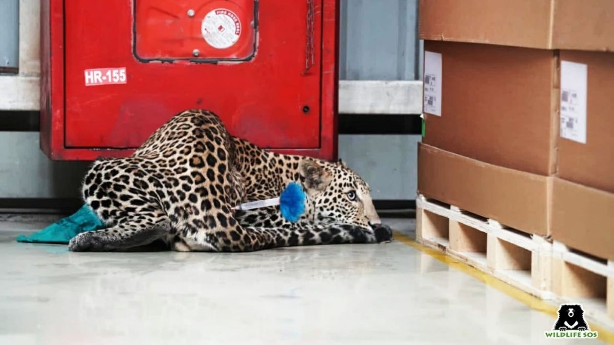 क्या हुआ जब Mercedes कार के प्लांट में घुस गया तेंदुआ. (Photo: Aajtak)