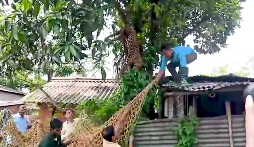 तेंदुए ने मचाया आतंक