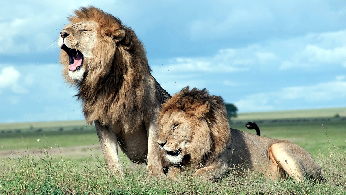 Wildlife Population Wildlife Population