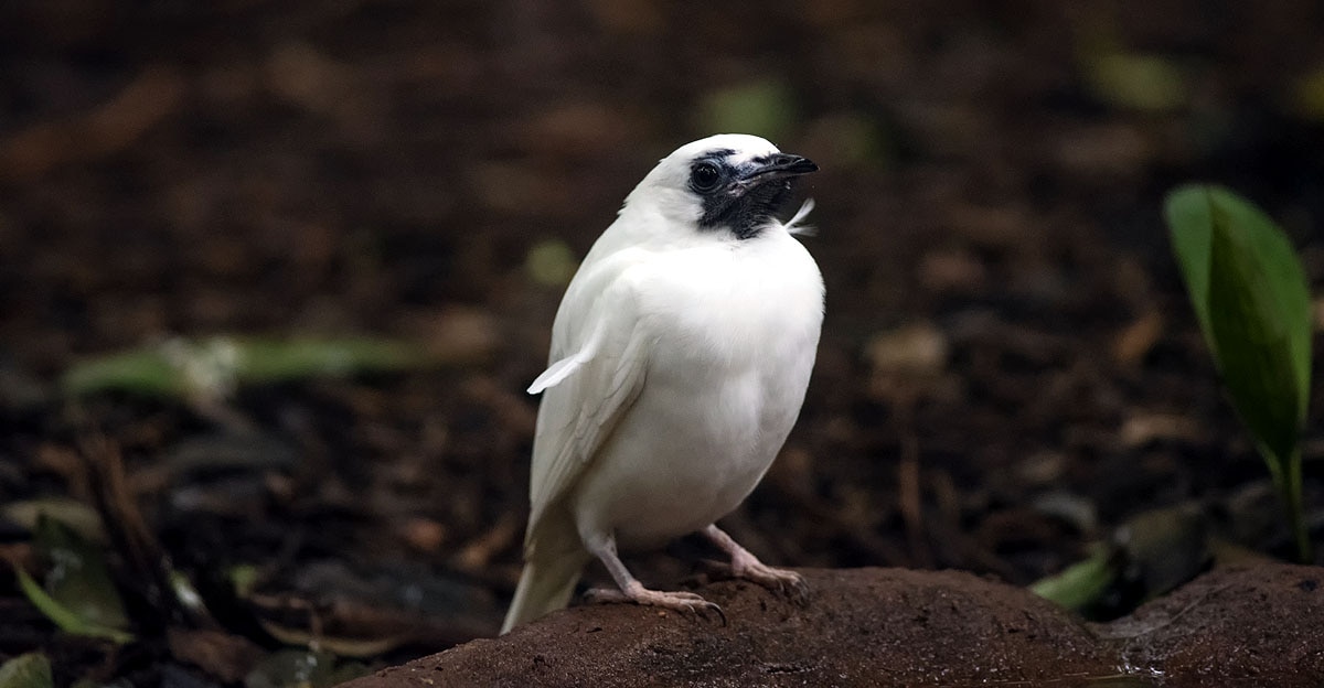 Loudest Bird Loudest Bird