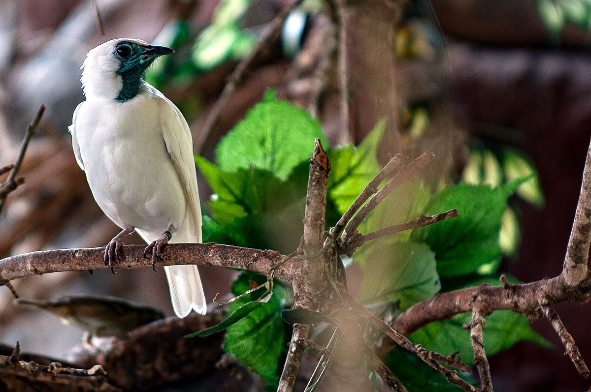 Loudest Bird Loudest Bird