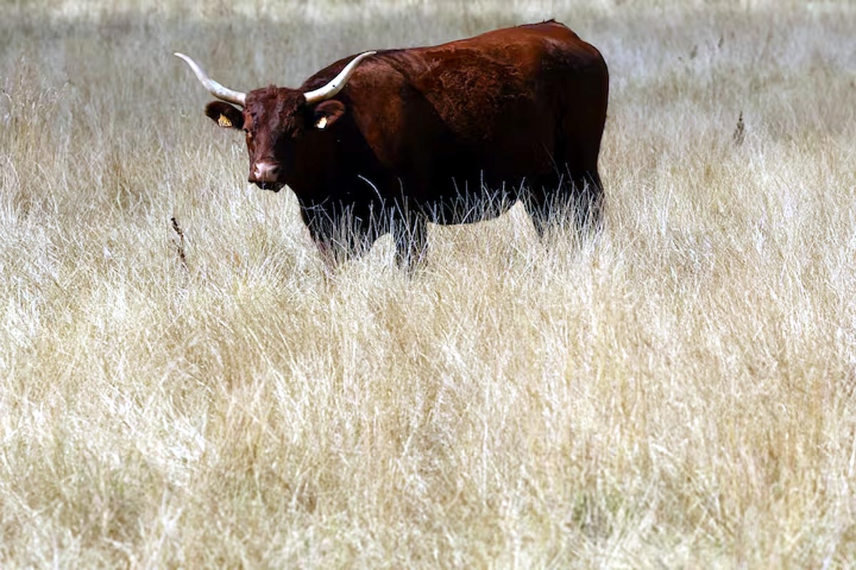 Paris agriculture show Paris agriculture show