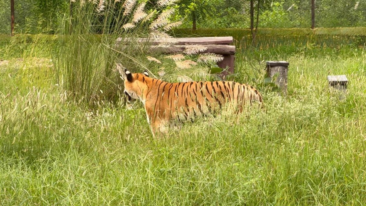 mahak 22 year old living tigress kota longevity story abhreda biological park mahak 22 year old living tigress kota longevity story abhreda biological park