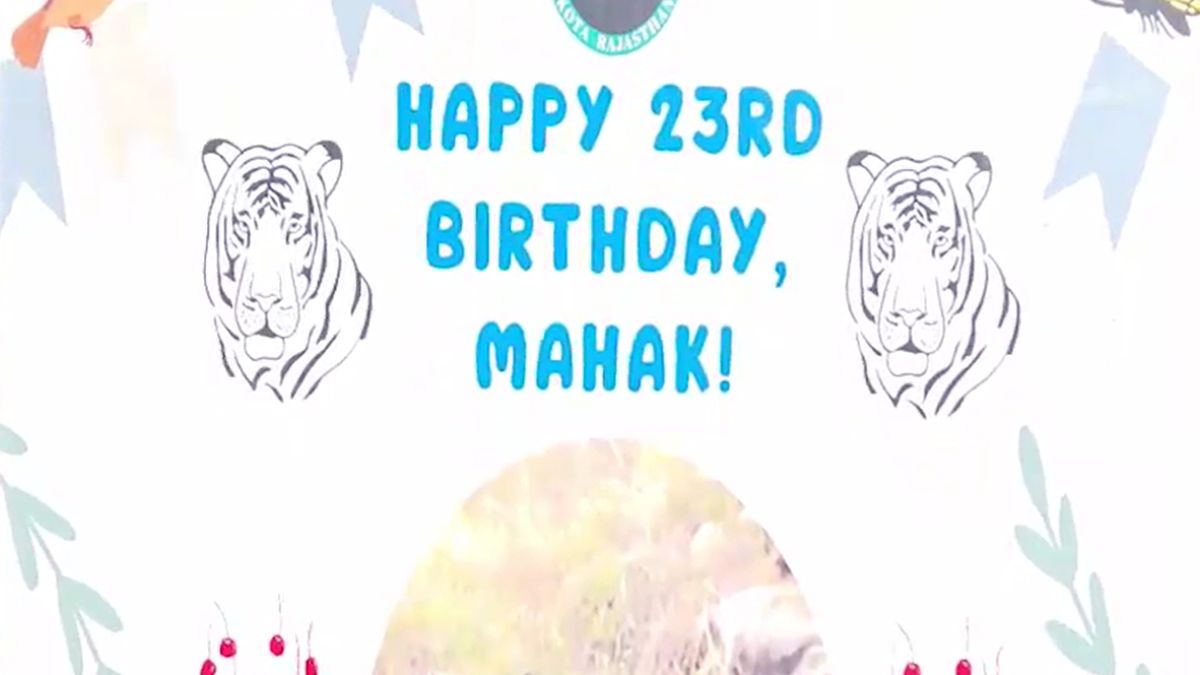 mahak 22 year old living tigress kota longevity story abhreda biological park mahak 22 year old living tigress kota longevity story abhreda biological park