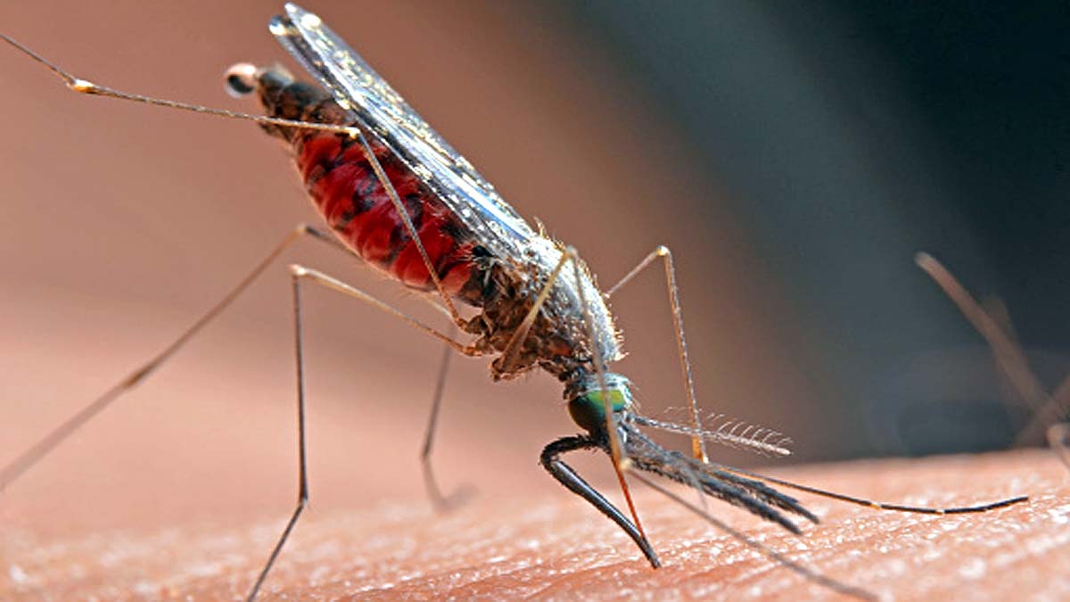 9.90 crore Year Old Mosquito found