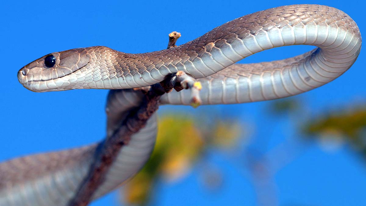 Mamba snakebite