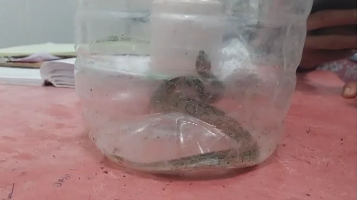 man brings snake to hospital after being bitten tells doctor this bit me