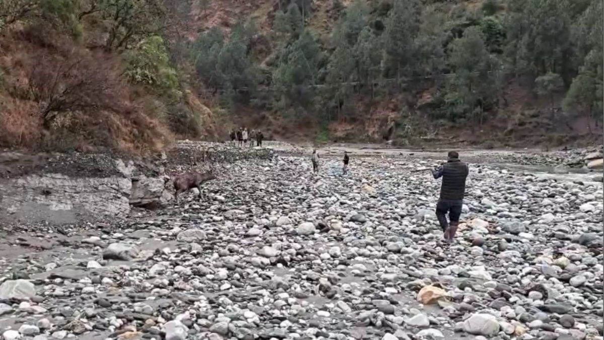 ये ट्रैंक्विलाइज़र गन है, जिससे रेस्क्यू टीम द्वारा हिरण को बेहोश करने की कोशिश की जा रही है