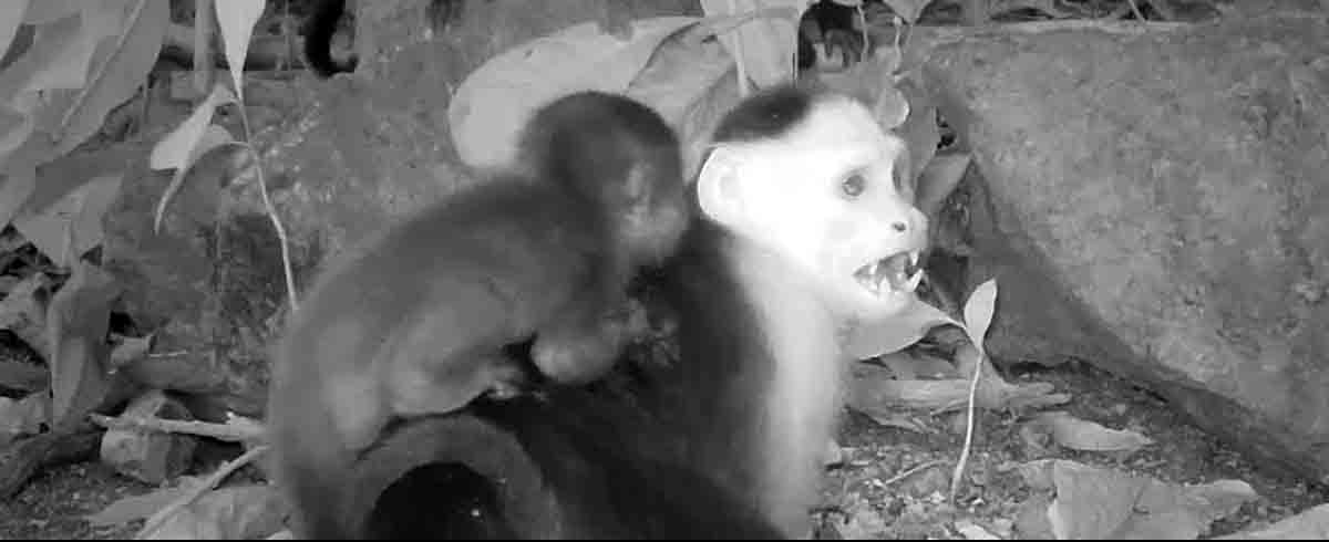 Capuchin monkeys kidnapping