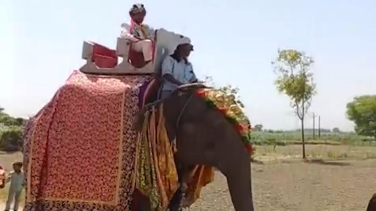 meerut groom rides elephant wedding grandfather fulfills dream