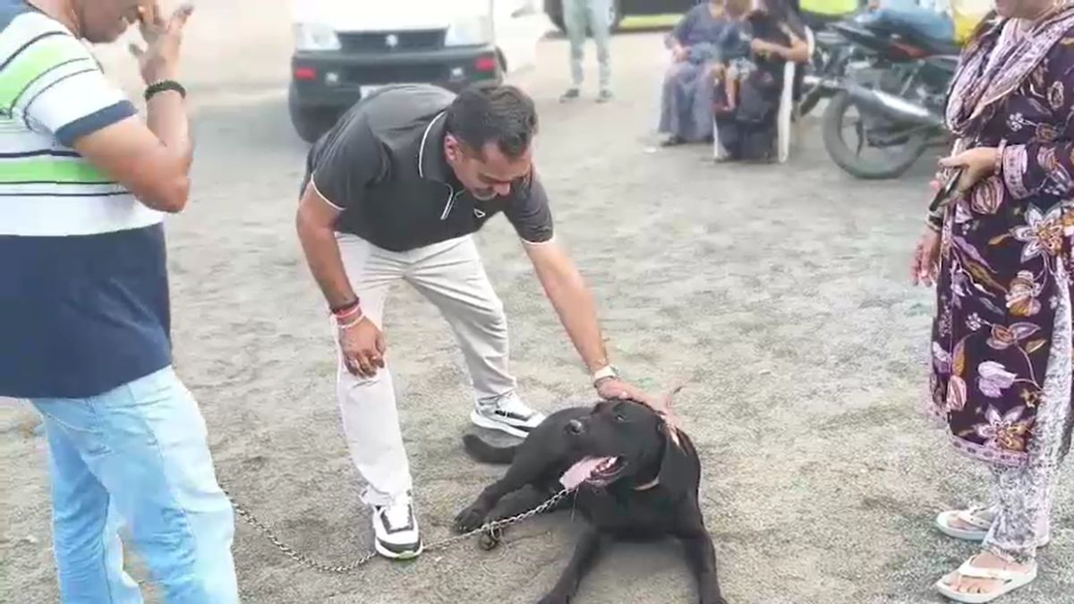 missing labrador returns after three months pet dog and owner bond story missing labrador returns after three months pet dog and owner bond story