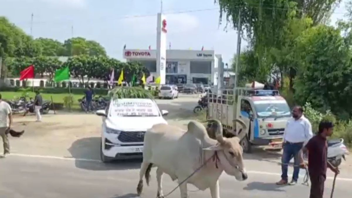 Moga Customer Pulls New Car With Bull After RC Delay Five Months Moga Customer Pulls New Car With Bull After RC Delay Five Months