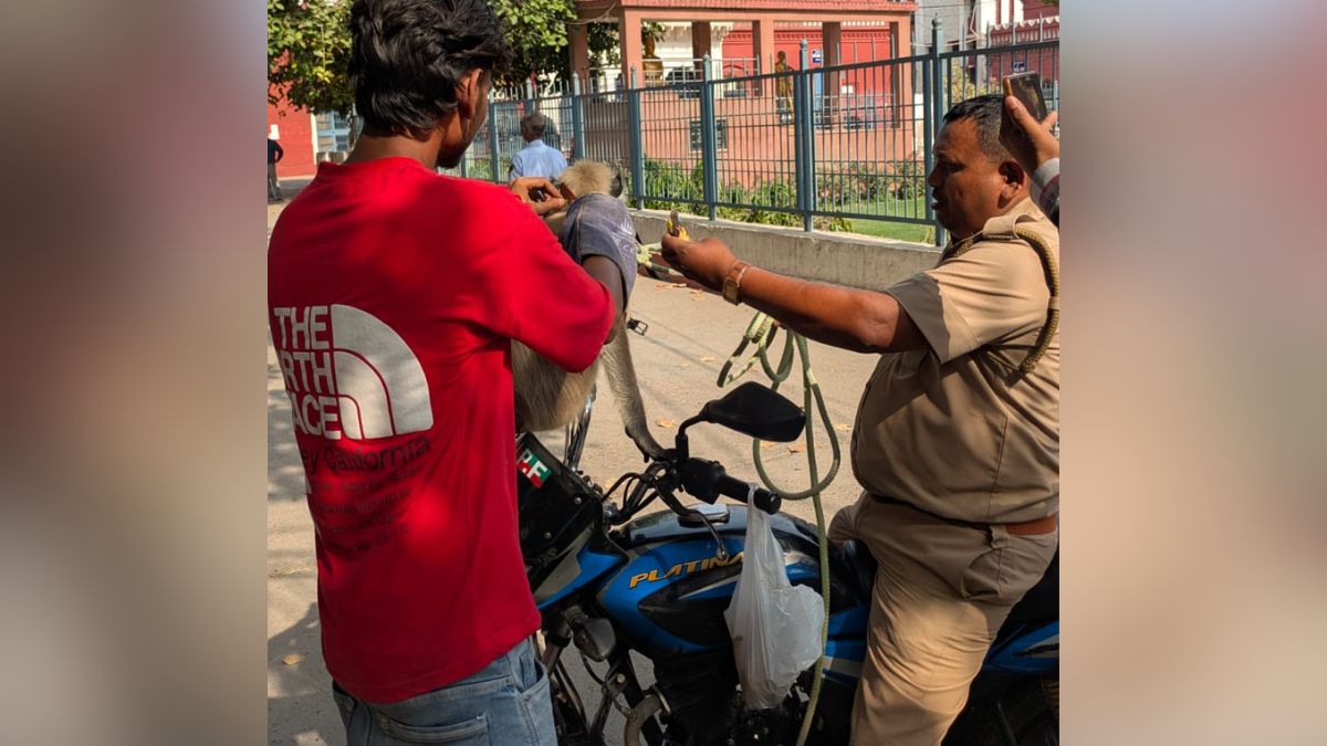 मंकी गार्ड लंगूर गोलू अलीगढ़ कॉलेज स्टोरी ड्यूटी से रिहा