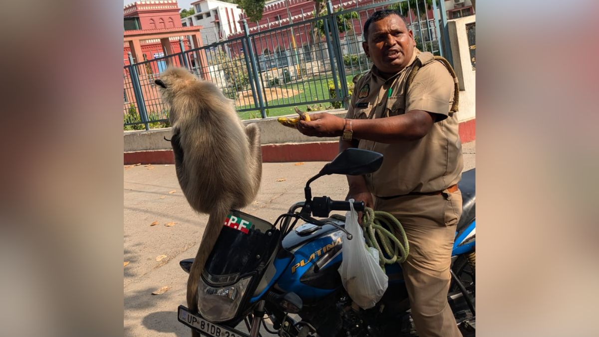 मंकी गार्ड लंगूर गोलू अलीगढ़ कॉलेज स्टोरी ड्यूटी से रिहा