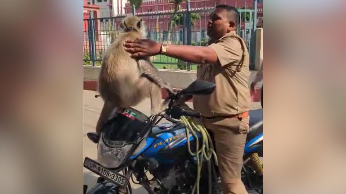 मंकी गार्ड लंगूर गोलू अलीगढ़ कॉलेज स्टोरी ड्यूटी से रिहा