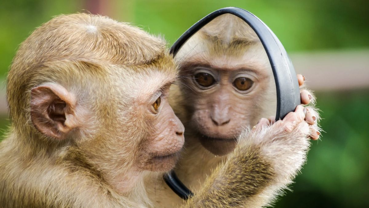 बंदरों की अधिक आबादी बता रही सरकार (तस्वीर- Pexels)