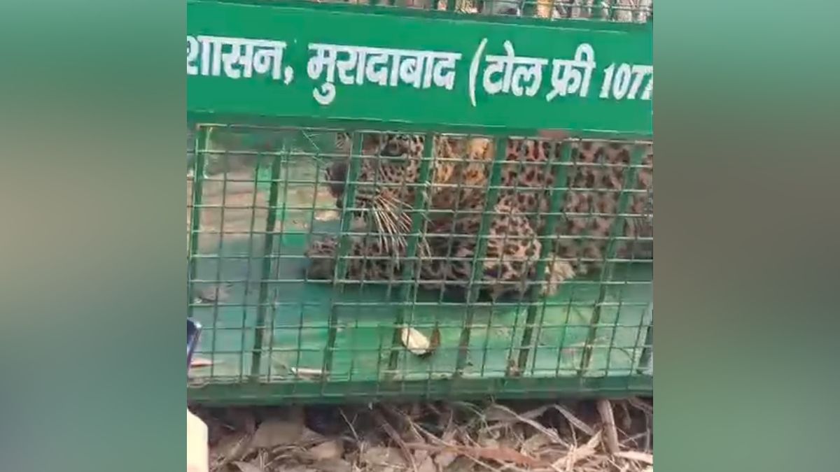 moradabad 22nd leopard captured another spotted same night
