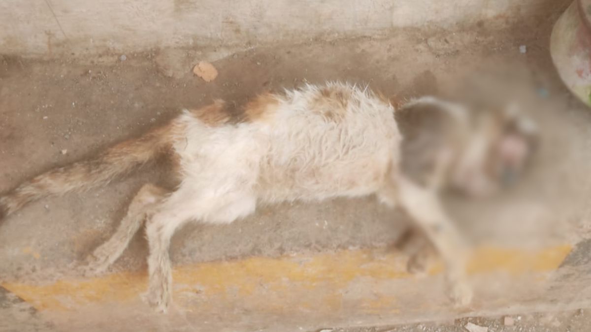 mumbai chembur six stray cats killed fir registered animal cruelty mumbai chembur six stray cats killed fir registered animal cruelty