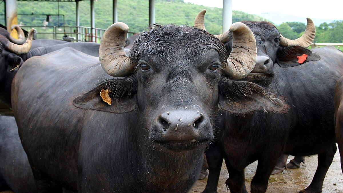 गाय-भैंसों की त्वचा में बनने लगते हैं गांठ. खाना छूट जाता है, जिससे बाद में हो जाती है मौत. (प्रतीकात्मक फोटोः विकिपीडिया)