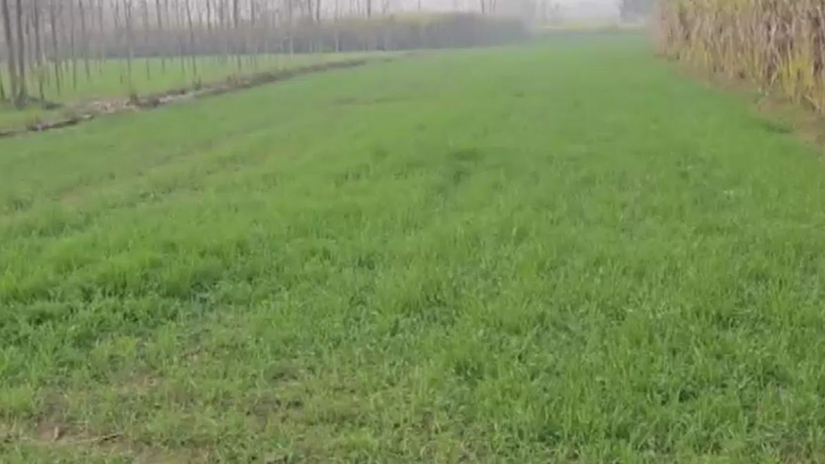 Muzaffarnagar Cow Slaughter Gang Property Worth 15 Crore Confiscated