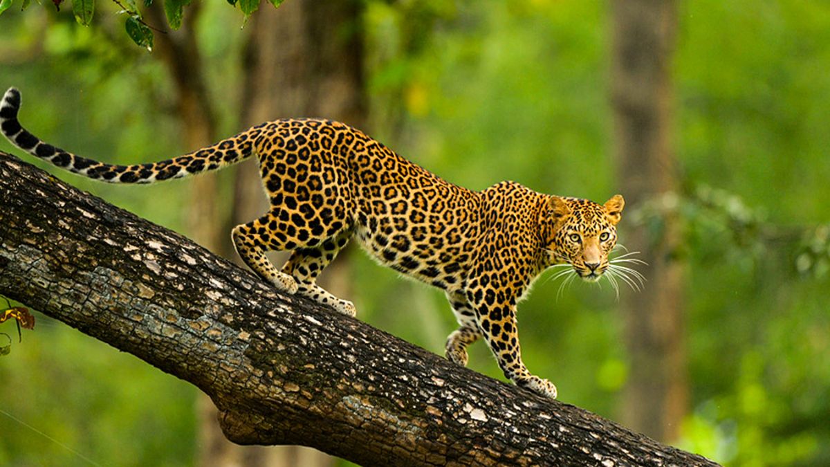  Nagarahole National Park