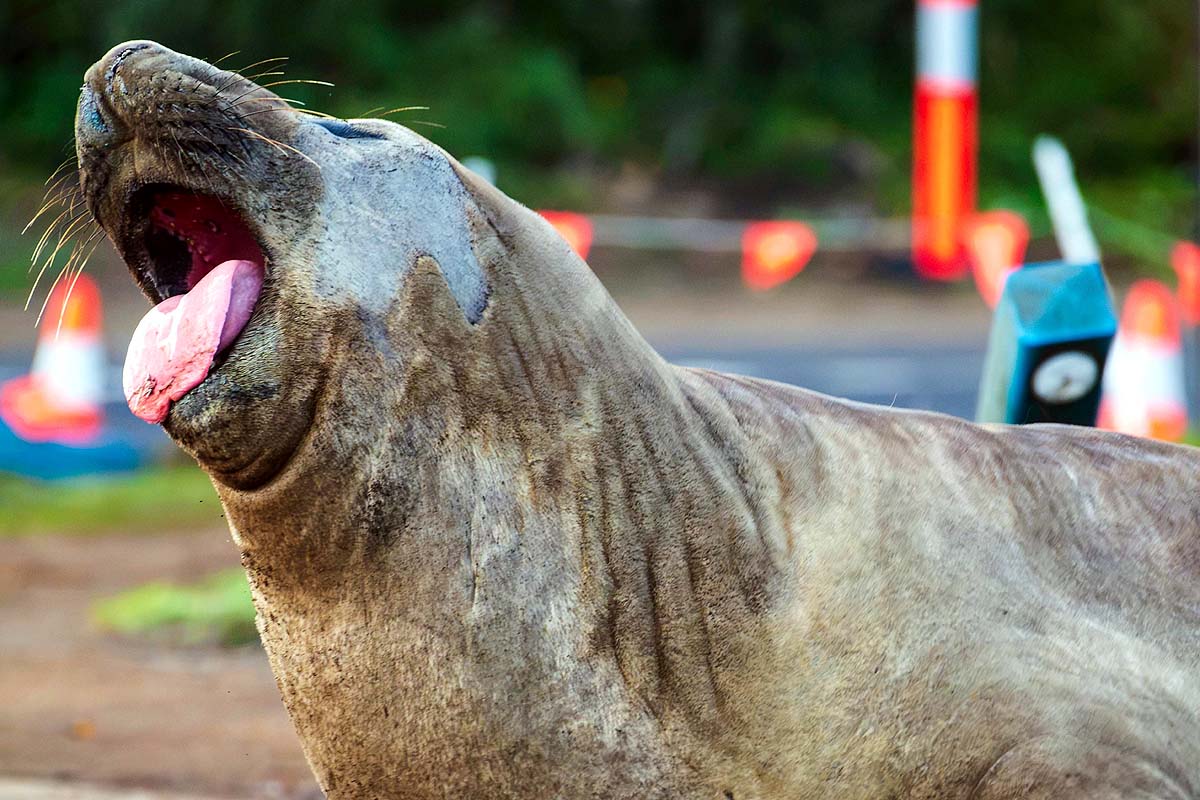 Neil Elephant Seal Neil Elephant Seal