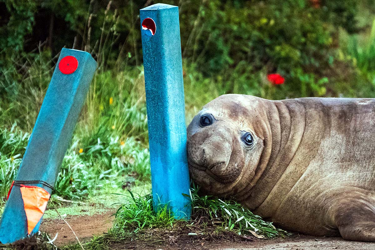 Neil Elephant Seal Neil Elephant Seal