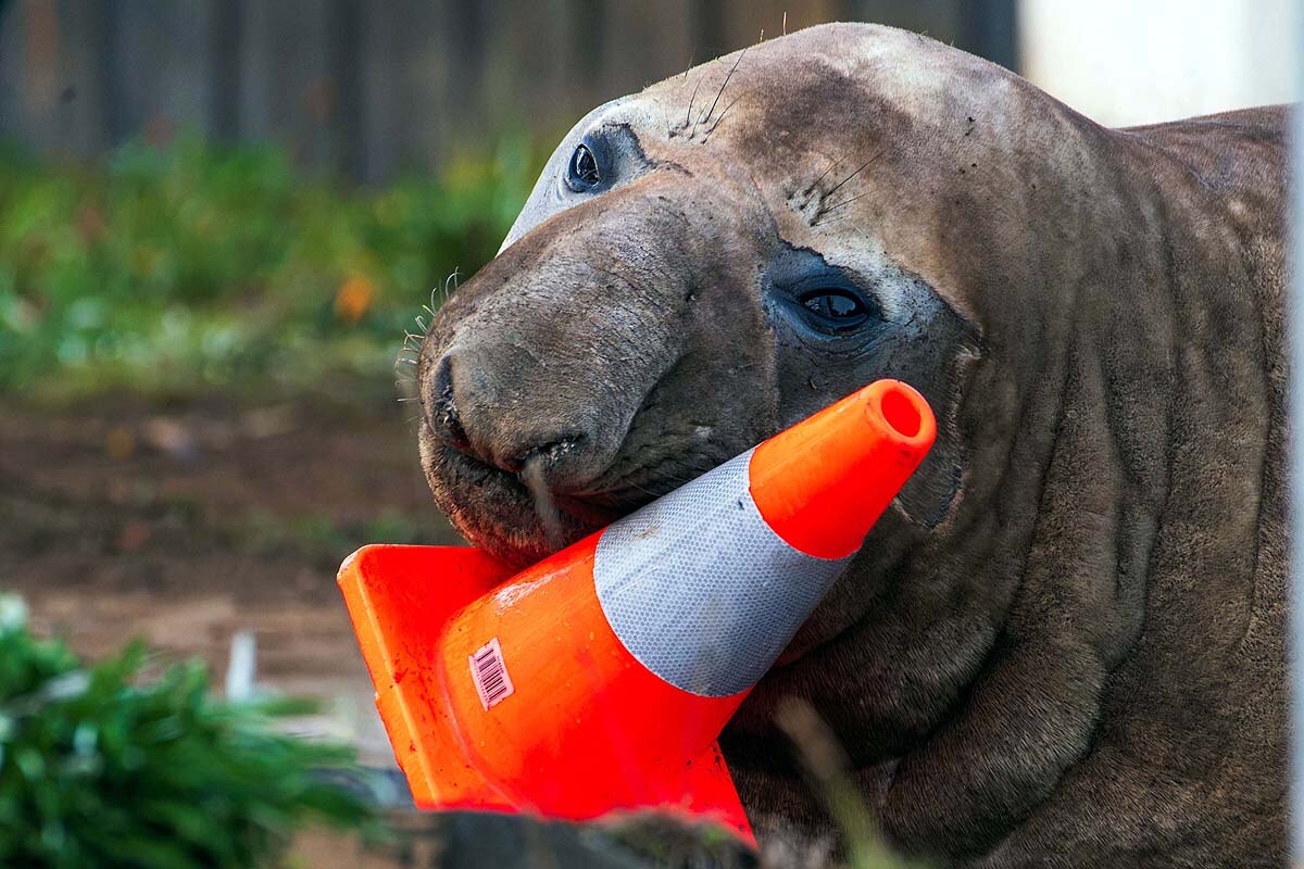 Neil Elephant Seal Neil Elephant Seal