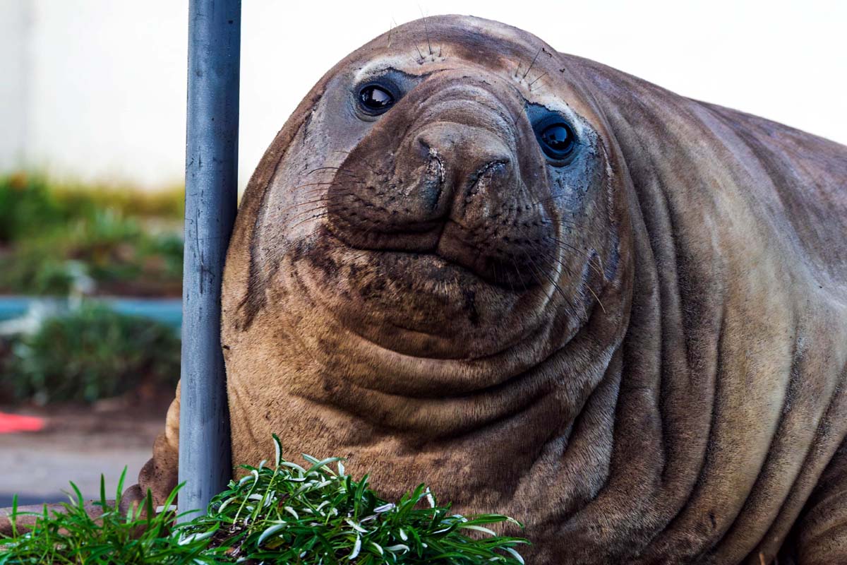 Neil Elephant Seal Neil Elephant Seal