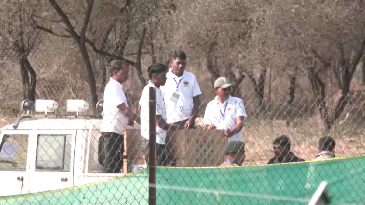 nine cheetahs from botswana arrive at kuno national park india cheetah revival