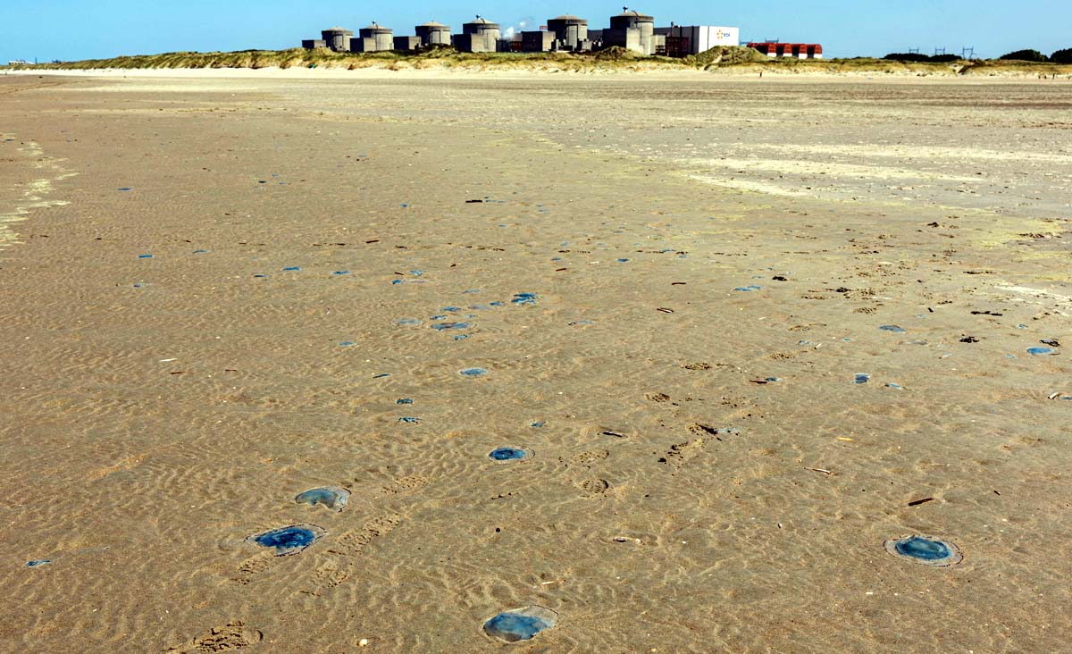 France Nuclear Plant, Jellyfish Attack France Nuclear Plant, Jellyfish Attack