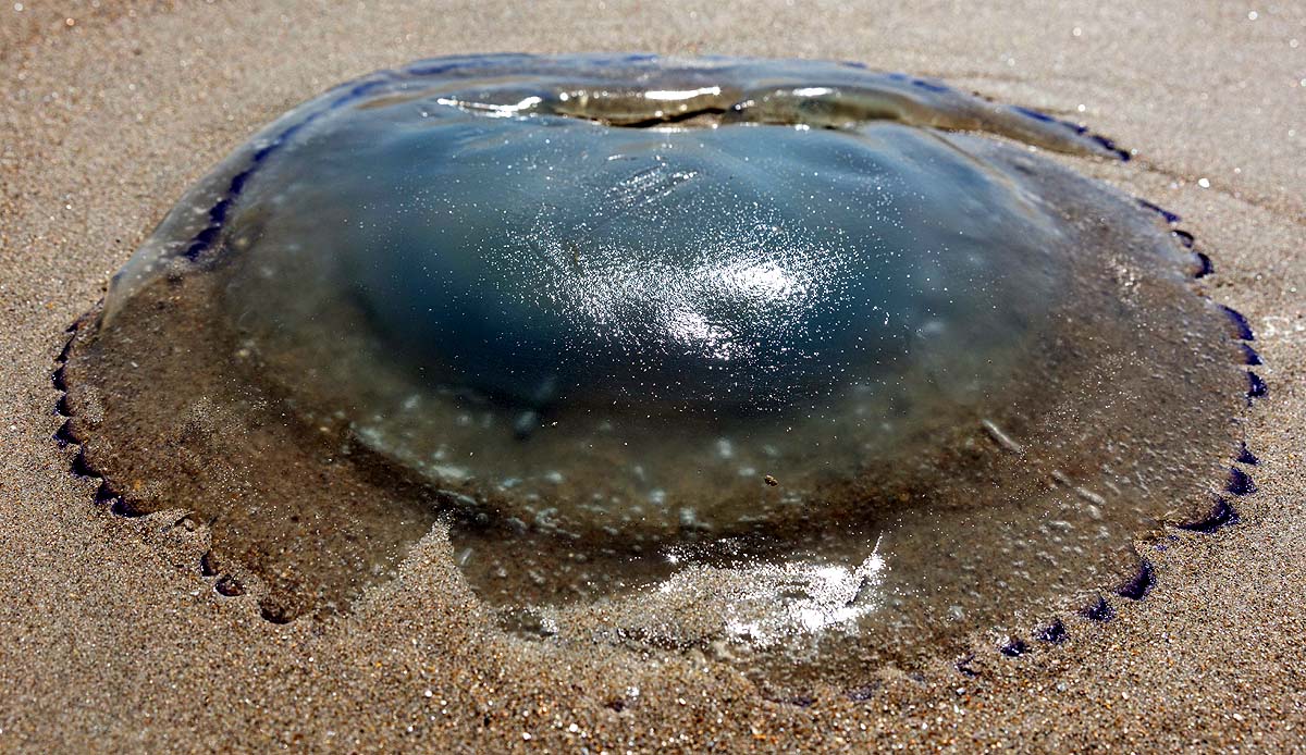 France Nuclear Plant, Jellyfish Attack France Nuclear Plant, Jellyfish Attack