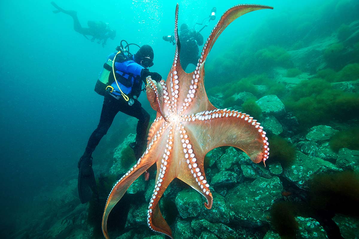 octopus ninth arm octopus ninth arm