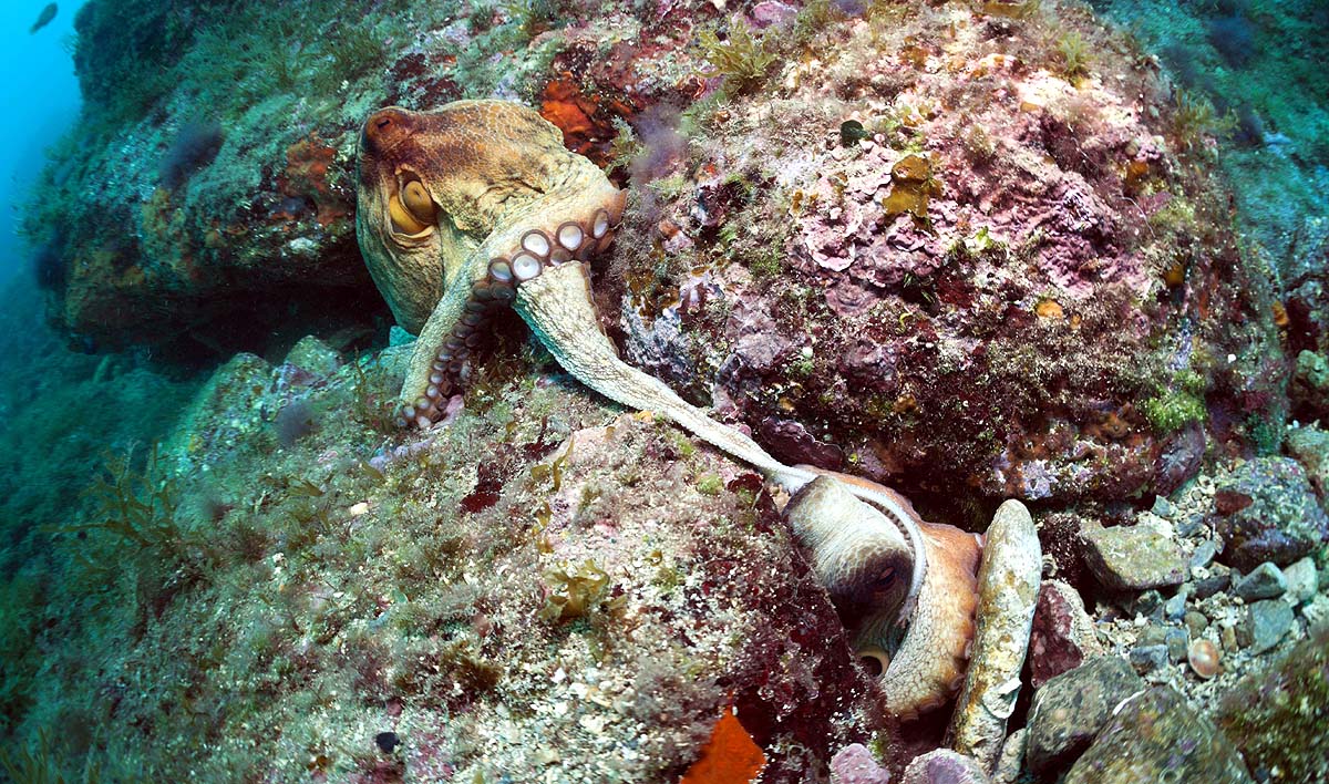 octopus mating behavior